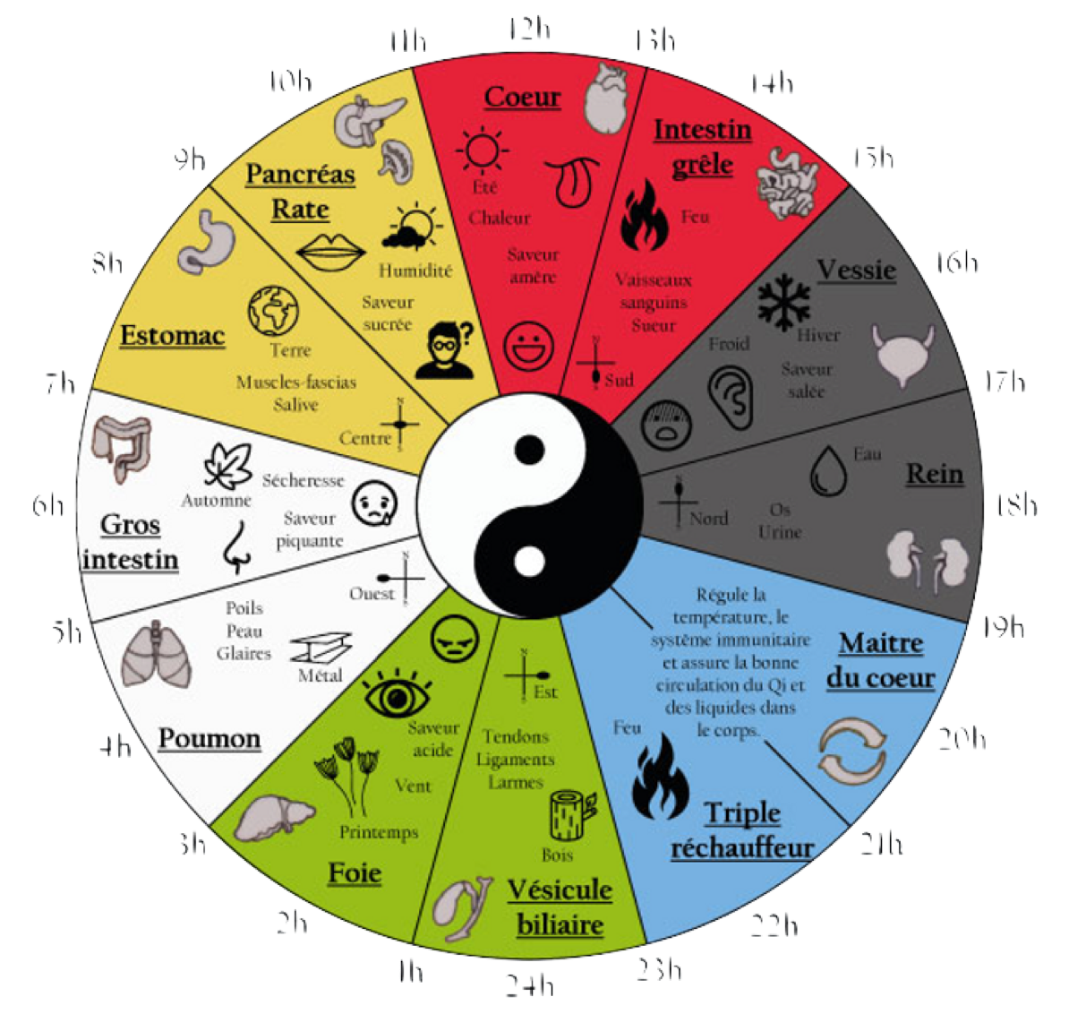 horloge circadienne illustrée