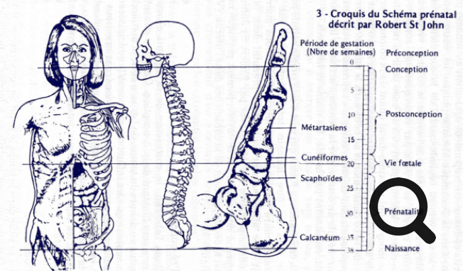 Planche descriptive des zones de correspondance du pied avec le développement du corps en phase prénatale du massage métamorphique - cabinet Terre de Shiatsu Lyon 5e