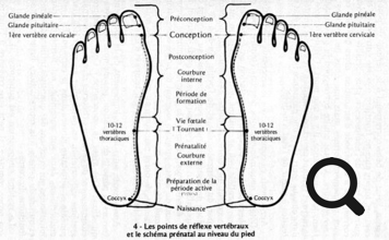 Planche descriptive des correspondance des zones du pied et des points réflexes de la colonne vertébrale du massage métamorphique - cabinet Terre de Shiatsu Lyon 5e